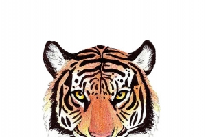 素描虎头
