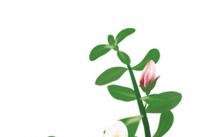 马齿苋开花素材