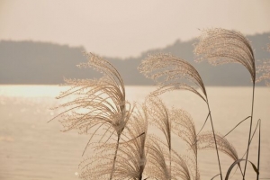 水面芦苇海报背景