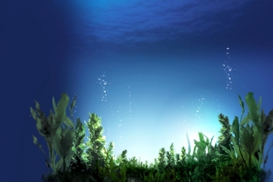 夏日清凉海藻蓝色背景素材