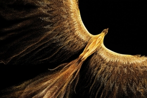 荣耀Magic V6金凤凰高清壁纸 2160x2160便携设备适用免费下载