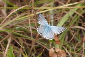 蝴蝶 昆虫 草 树叶 宏观 4k壁纸 3840x2160