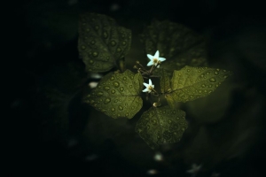 花 叶 滴 植物 绿色 4k壁纸 3840x2160