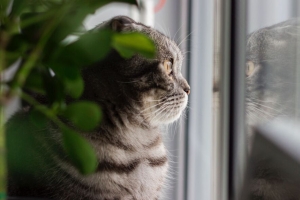 猫 灰色 宠物 一瞥 窗户 4k壁纸 3840x2160