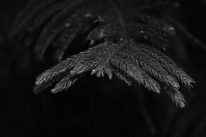 云杉 树枝 针 植物 黑白 4k壁纸 3840x2160