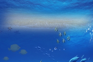 海底摄影首图