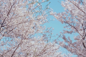 樱花 花 树 树枝 春天 4k壁纸 3840x2160