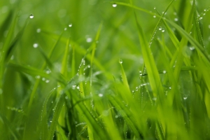 雨滴 绿色植物叶子 4k壁纸