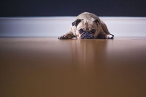  pug 宠物 狗 悲伤 可爱的 4k壁纸 3840x2160