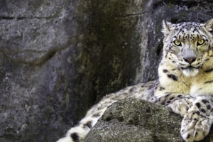 irbis 爪子 捕食者 大猫 石头 4k壁纸 3840x2160