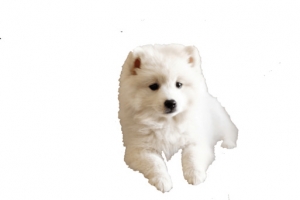博美狗