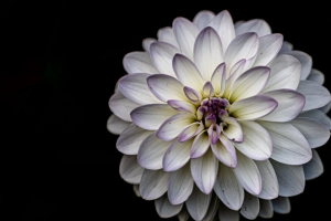 大丽花 花 花瓣 白色 宏观 4k壁纸 3840x2160