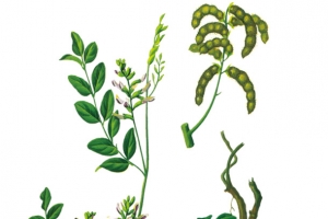甘草