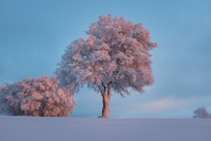 冬天树木雪景摄影图片