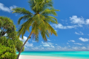 夏日海滩椰子树背景