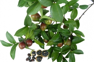 茶油 茶树 茶果 茶叶