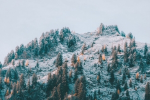 山 坡 树 雪 风景 4k壁纸 3840x2160